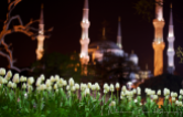 Tulips blooming in the foreground of the Blue Mosque.