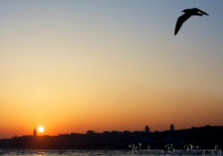 A seagull takes flight at sunset viewed from the Asian side.